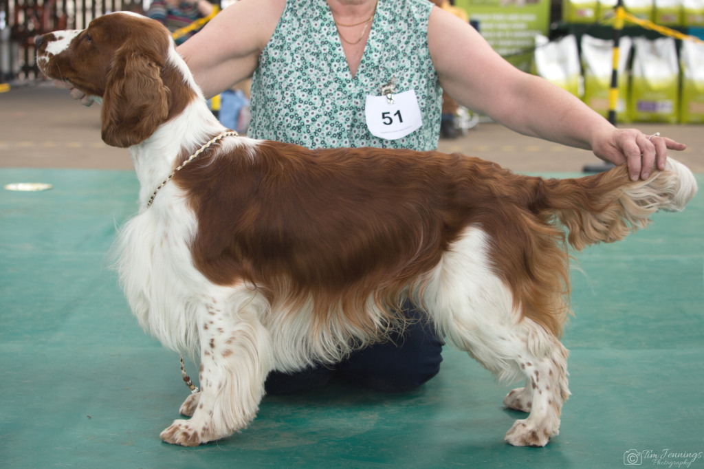 Special Beginners Dog